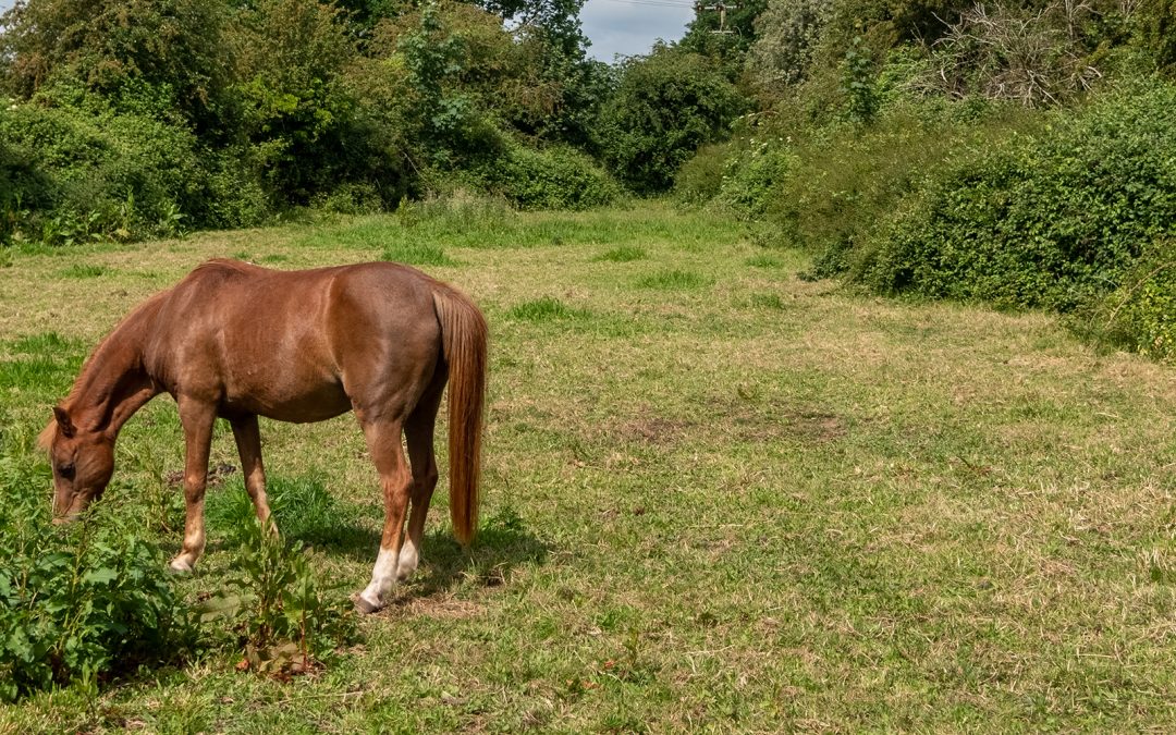 North Walsham Road, Coltishall